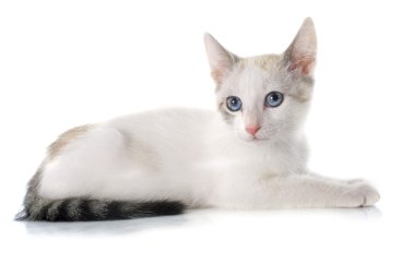 beyaz kedi