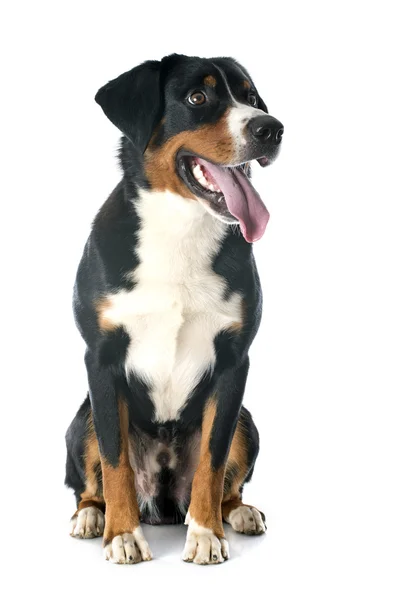 Appenzeller Sennenhund — стокове фото
