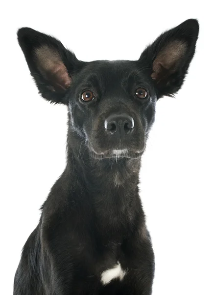 Перуанская собака — стоковое фото