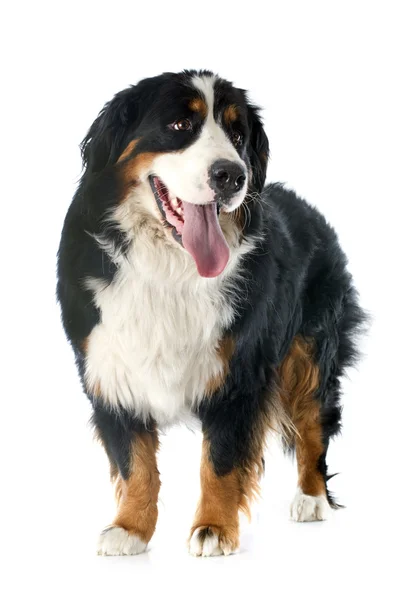 Bernese moutain dog — Stock Photo, Image