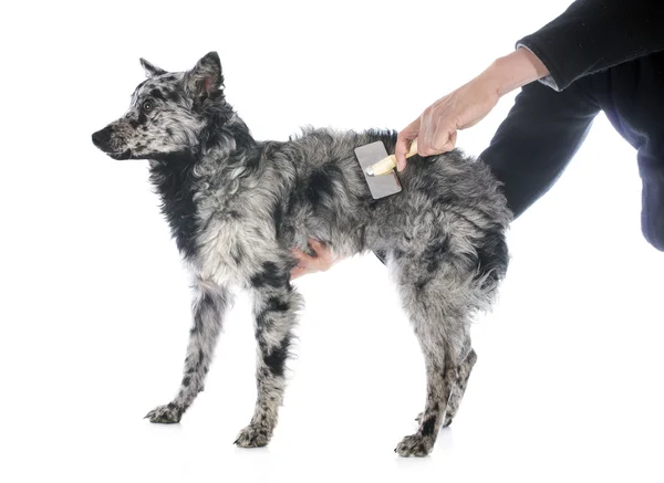 Brushing Hungarian dog — Stock Photo, Image