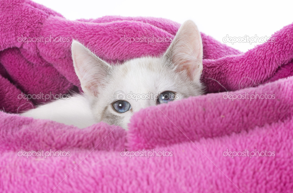 white kitten in cushion