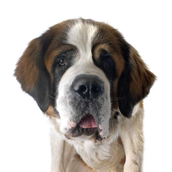 Saint bernard — Photo