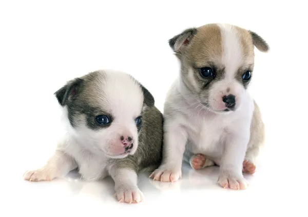 Welpen chihuahua — Stockfoto