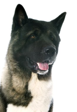 amerikan akita