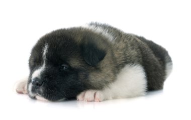 Amerikan akita köpek yavrusu