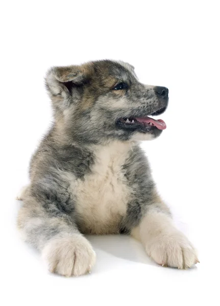 Puppy akita inu — Stock Photo, Image