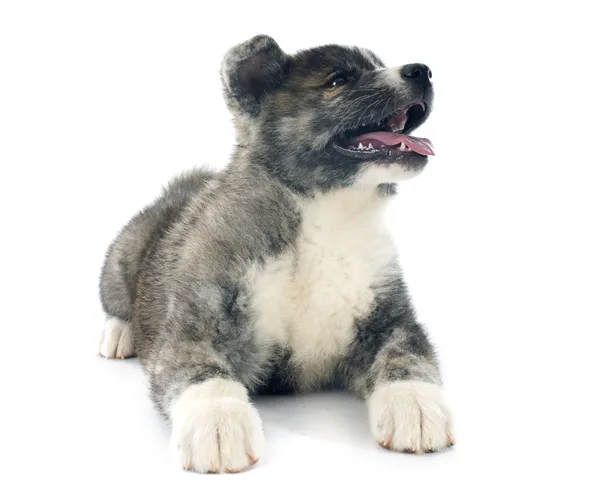 Cucciolo akita inu — Foto Stock