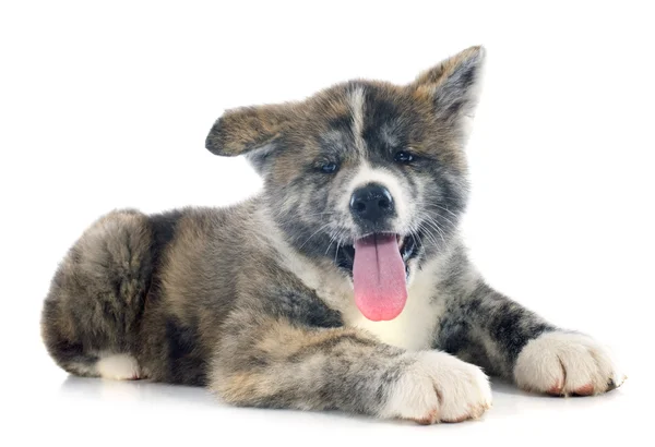 Cachorro akita inu — Foto de Stock