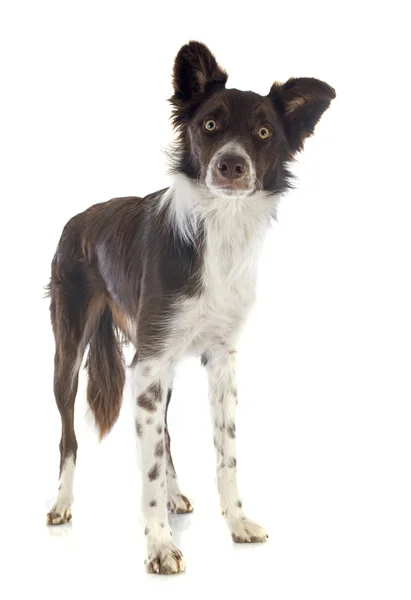 Gränsen collie — Stockfoto