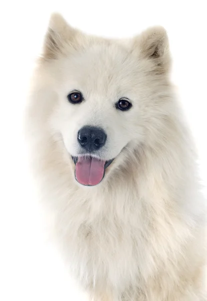 Samoyed — стокове фото