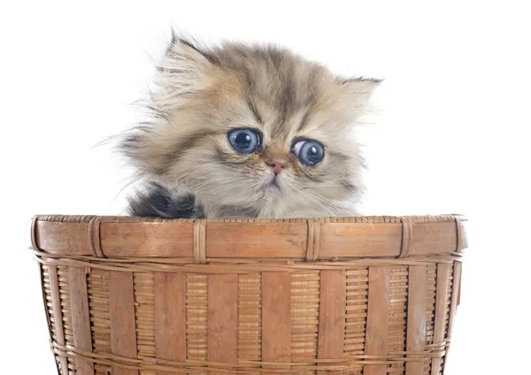 Persian kitten — Stock Photo, Image