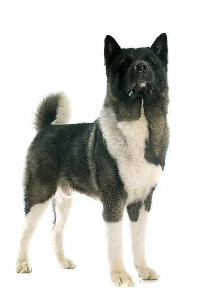 Amerikanische akita — Stockfoto