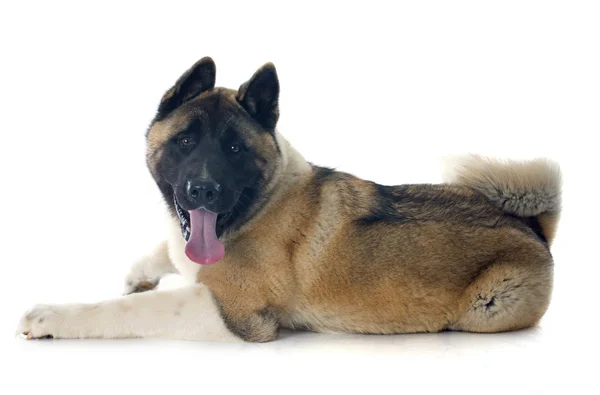 Valp american akita — Stockfoto