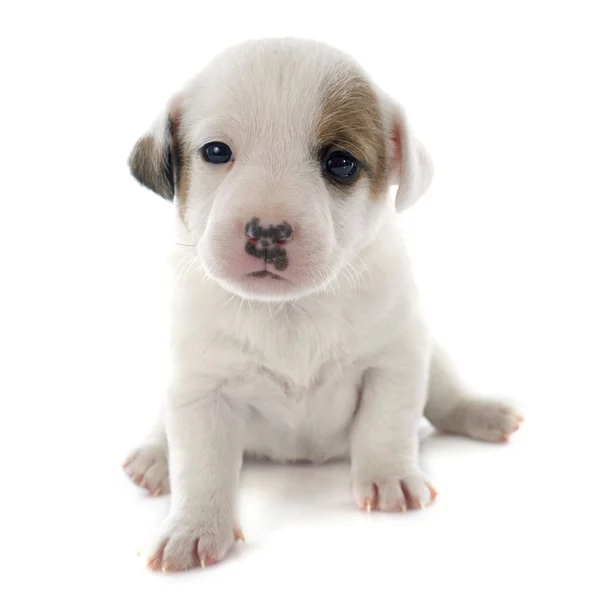 Welpe Jack Russel Terrier — Stockfoto