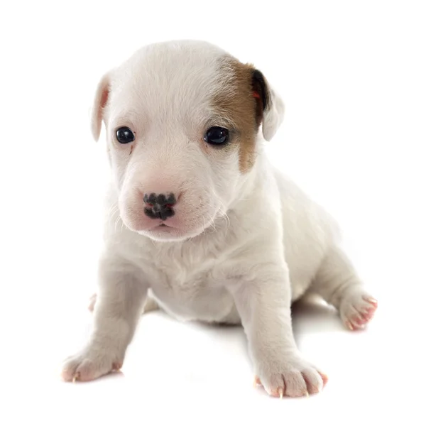 Cucciolo jack russel terrier — Foto Stock