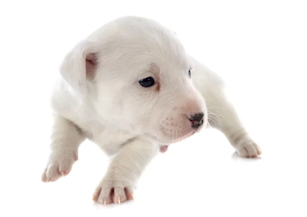 Cachorro jack russel terrier — Fotografia de Stock