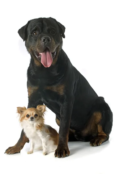 Rottweiler i chihuahua — Zdjęcie stockowe