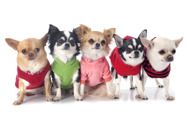 Chihuahuas habillés — Photo