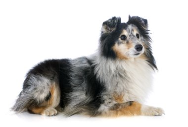Shetland köpek