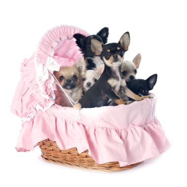 chihuahua yavrusu