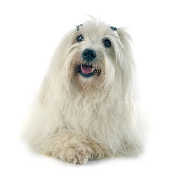 Bomull De Tulear — Stockfoto