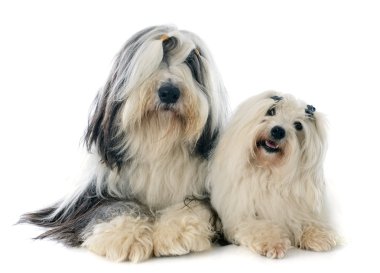 coton de tulear ve sakallı kömür ocağı