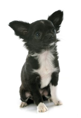 köpek chihuahua