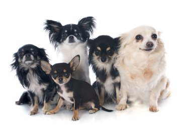 Chihuahuas