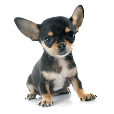 köpek chihuahua