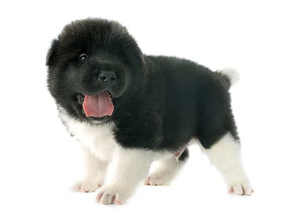 Filhote de cachorro americano akita — Fotografia de Stock