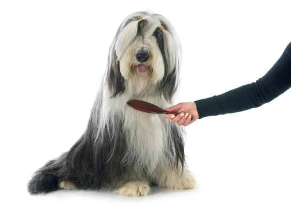 Bearded collie — Stockfoto