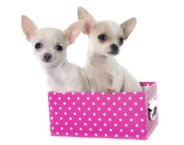 Puppies chihuahua — Stock Photo, Image