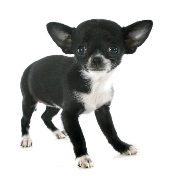 Welpen-Chihuahua — Stockfoto