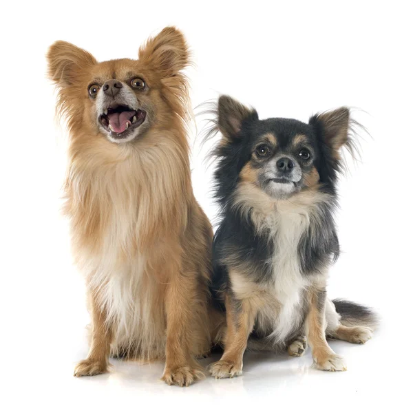 Two chihuahuas — Stock Photo, Image