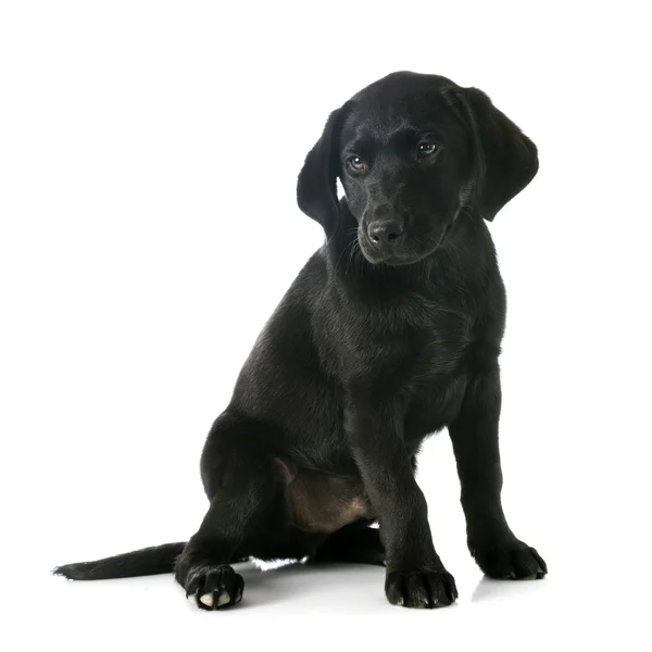 Szczeniak labrador retriever — Zdjęcie stockowe