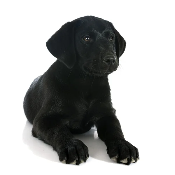 Puppy Labrador retriever — Stockfoto
