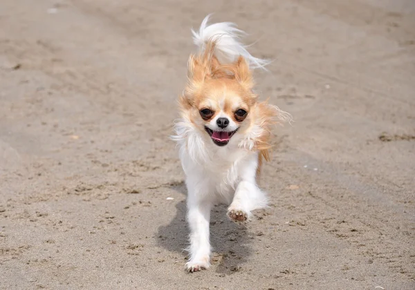 Running chihuahua — Stock Photo, Image