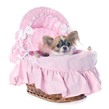 köpek chihuahua