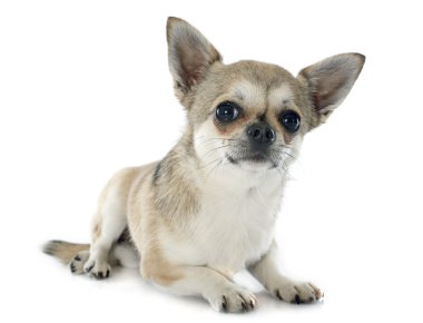 köpek chihuahua