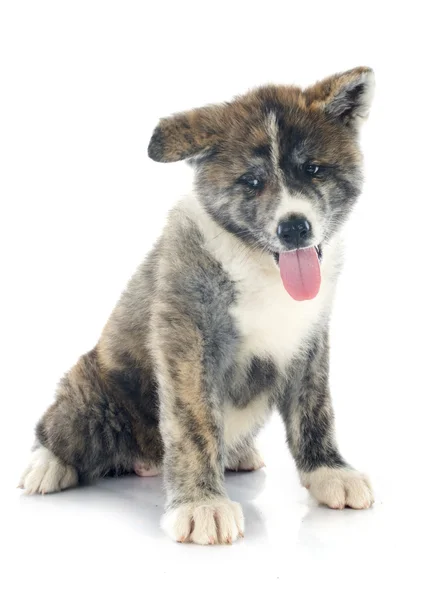 Welpen akita inu — Stockfoto