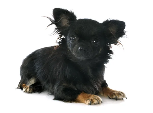 Schwarzer Chihuahua — Stockfoto