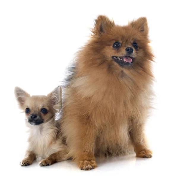 Chihuahua de cachorro e spitz — Fotografia de Stock