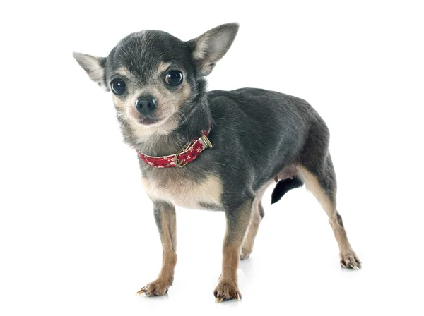 Chihuahua senior — Foto Stock