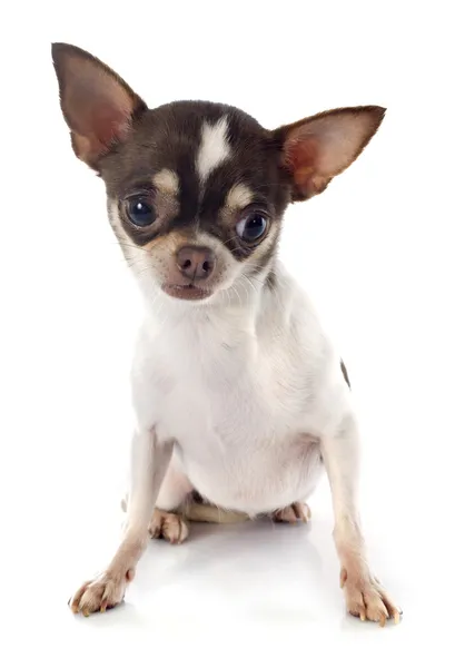 Szczeniak chihuahua — Zdjęcie stockowe