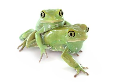 Phyllomedusa sauvagii