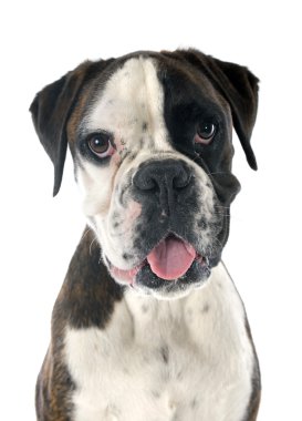 erkek boxer