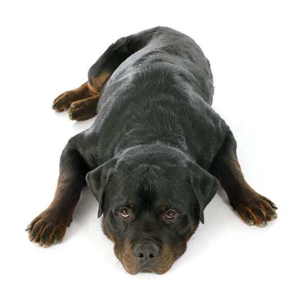 Rottweiler — Stockfoto