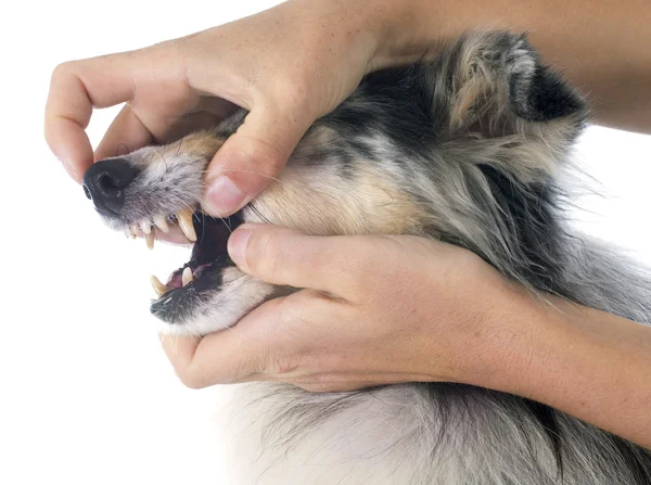 Perro de Shetland — Foto de Stock