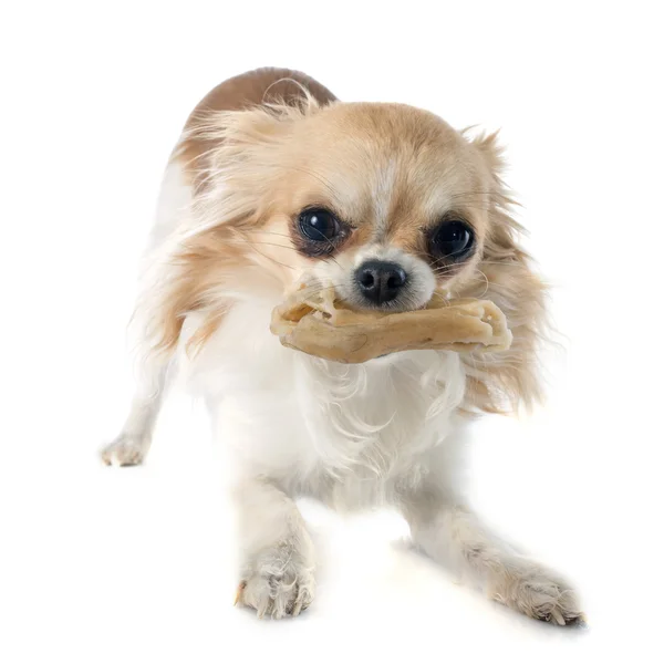 Chihuahua ve kemik — Stok fotoğraf